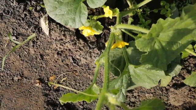 На каких побегах завязываются дыни. Формируем куст.#Формируемдыню. смотреть онлайн