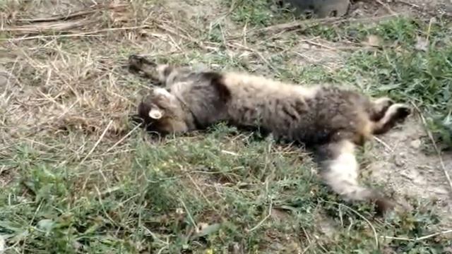 полуденный сон смотреть онлайн