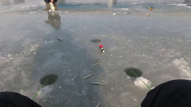 Я НЕ ОЖИДАЛ ТАКОГО КЛЁВА / РЫБАЛКА СО ЛЬДА НА БОРОДЫ #жекарыболов #рыбалкасольда #рыбалка