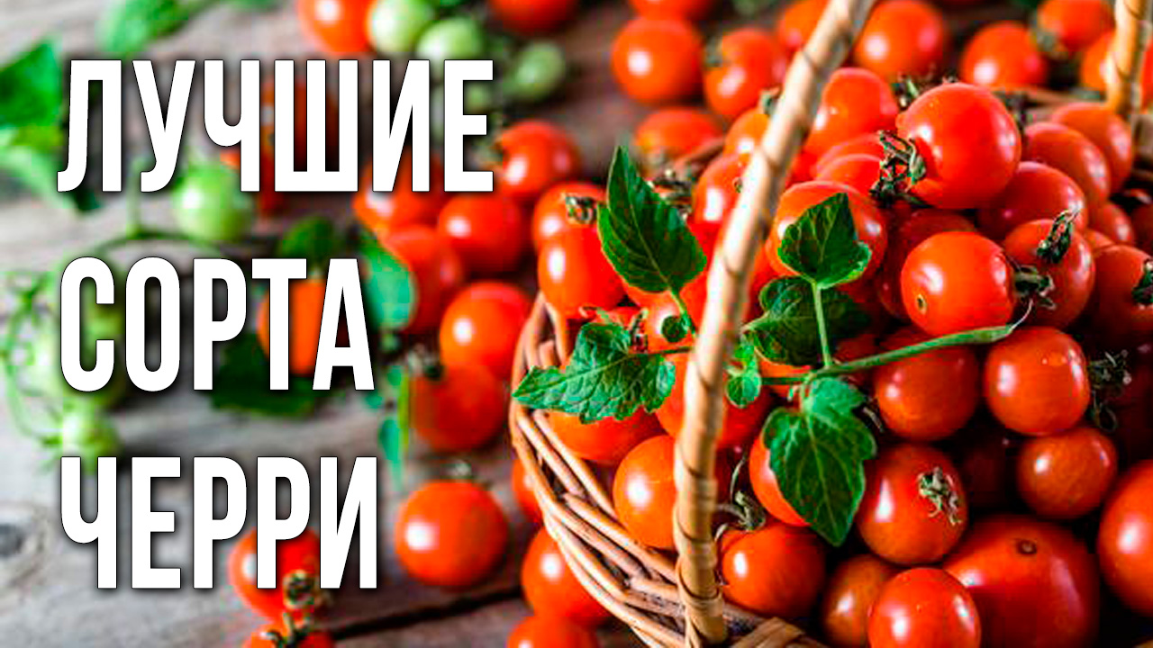 Лучшие сорта томатов черри для открытого грунта и теплиц. Урожайные и вкусные томаты черри.