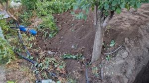 Компостная яма и малина.