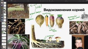 Видоизменения корней | Биология ЕГЭ