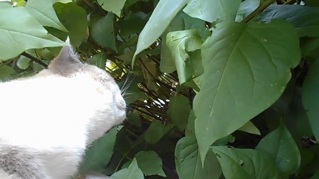 Друзья не растут в огороде! Не хотят на цепочке сидеть:) Кот Вася Приветливый. смотреть онлайн