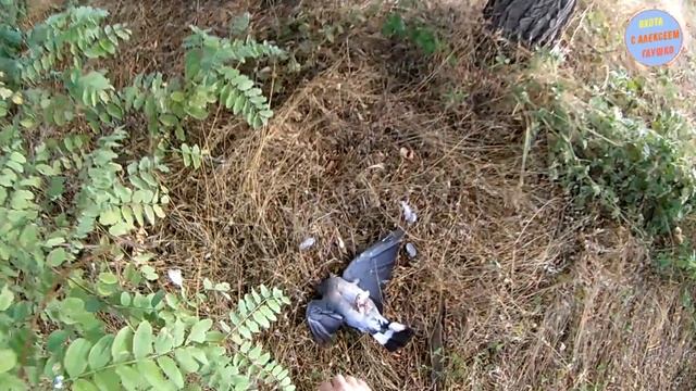 (18+) ВЯХИРЬ И КУРОПАТКИ (ОХОТА 2017) смотреть онлайн