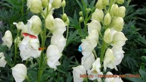 Аконит клобучковый Альбум (aconitum napellus album) ? обзор: как сажать, саженцы аконита Альбум