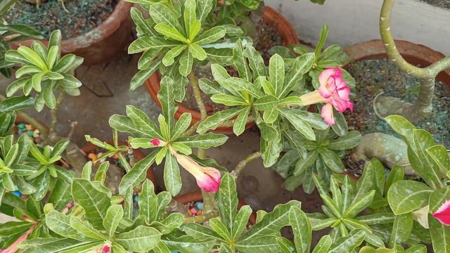 My Unique Collections of Adenium,the Desert Rose-Part 3 in Rainy season
