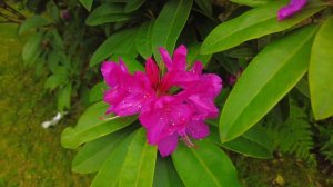 Beautiful California Summer Rhododendron Primrose 4K HDTV