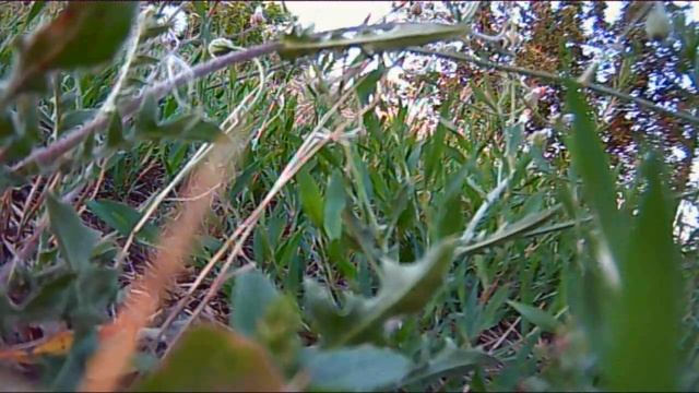 Дача пожар смотреть онлайн