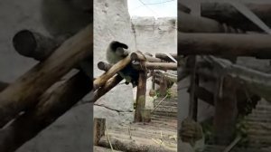 Fynny giant panda