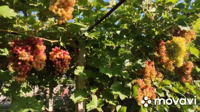 К-ш Велес нагрузка 6 кустов на перголе смотреть онлайн