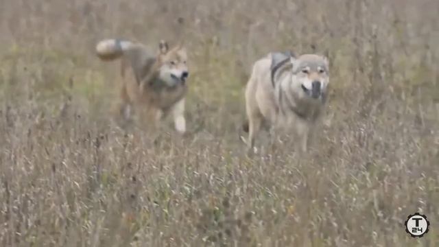 клип волки ( сонце монако ) 🌄🐺 смотреть онлайн