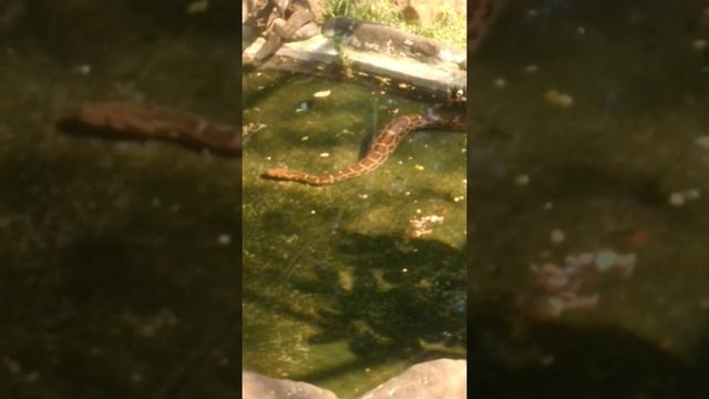 Wild python смотреть онлайн