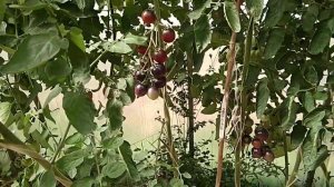 Томаты 2018. Сорт Чернично-сливочный