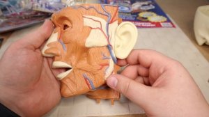 Удивительное Тело Человека выпуск 2