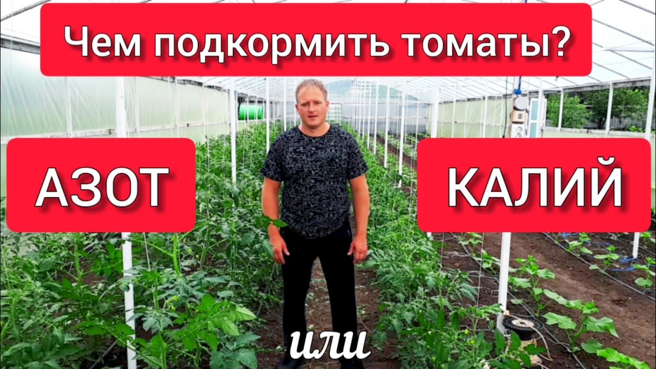 Чем подкормить томаты: азот или калий? Чем подкормить помидоры после высадки?