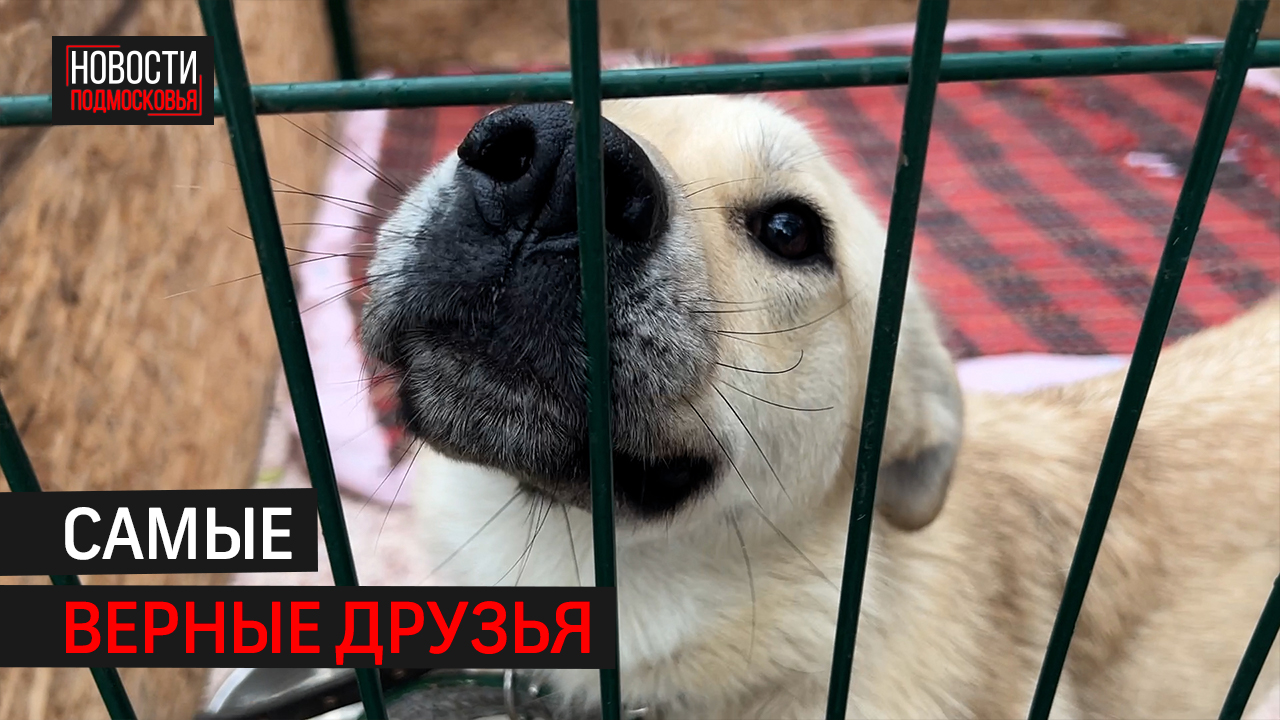 Более 400 питомцев живут в приюте, большая часть - собаки