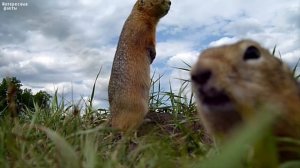 Суслики - зверьки про которых вы много не знали