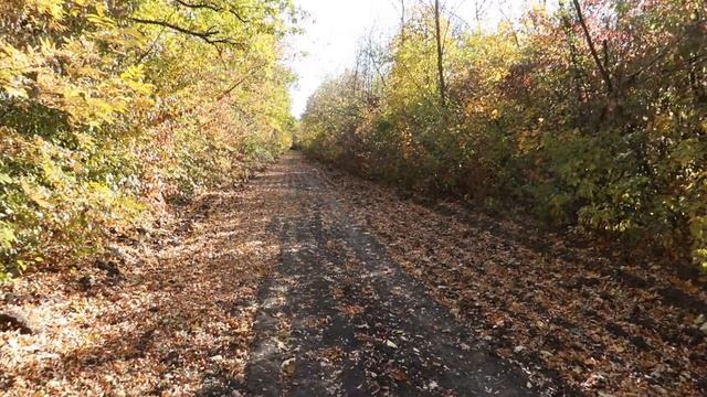 КНИЖНЫЙ ЗАВТРАК в лесу??ЧИТАЮ СЕЙЧАС смотреть онлайн