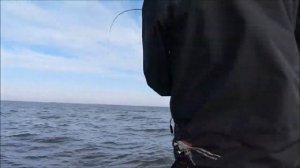 Куршский залив, Калининградская область.