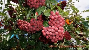 Рябина обыкновенная Гранатная (аronia) ? рябина Гранатная обзор: как сажать саженцы рябины Гранатна