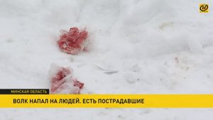 Волк напал на людей в Столбцовском районе: четыре человека пострадали