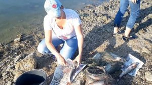 Как чистить рыбу на рыбалке? Чистка рыбы. Поймали пеленгаса