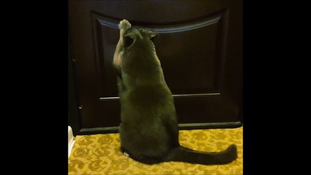 Кошка просится в подъезд