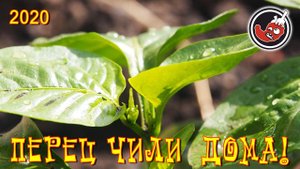 Сага о переезде перца чили в теплицу, часть 2