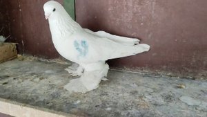 Бойние голуби. Первый полёт белого Моздока. 25.04.22 Грузия. Тбилиси