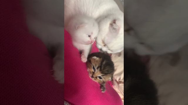 Котята Алисы. Ростов-на-Дону смотреть онлайн