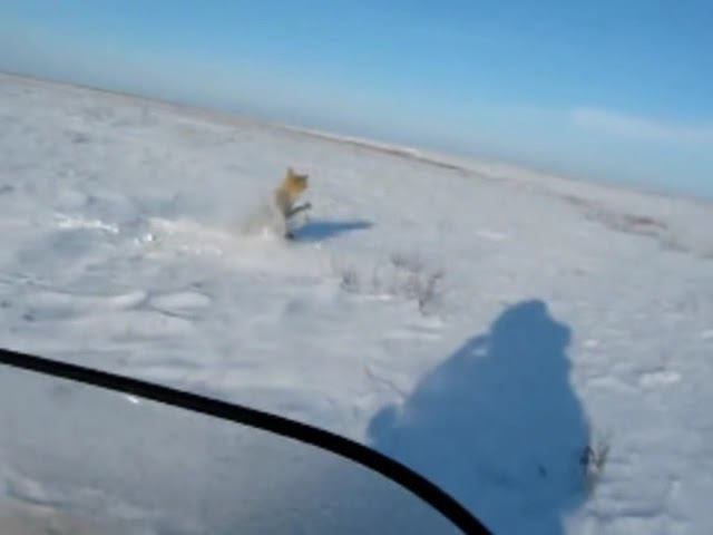 охота на волков в Казахстане 2010 смотреть онлайн