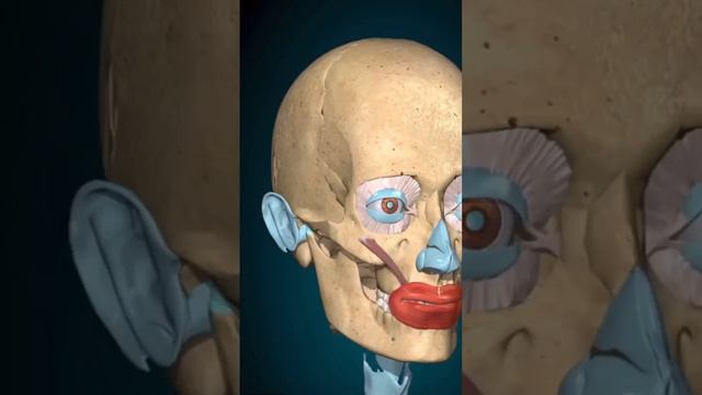 Movements of face muscles. #Raise eyebrows nose and smile..