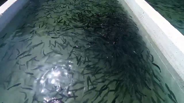 💫 Гулмохий рес 🌟 Форель 🐟 Пгт Пролетарск Дж Расулов Дехмой с 5 04 2022 й 💯