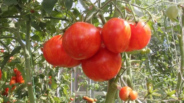 Сорт - "СОЛНЕЧНАЯ ВСПЫШКА". Томаты от Фёдора. смотреть онлайн