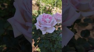 Роза Эмейзинг Грейс.  Огромный цветок, отменное здоровье, непрерывное цветение. Ароматная и нежная.