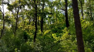 6 Часов звуки летнего леса, успокаивающее пение птиц, звуки ветра