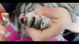Стрижка когтей коту. Как подстричь когти самостоятельно?