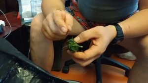 Лучший способ приготовления ИВАН-ЧАЯ (Кипрей) полный цикл от сбора до сушки.