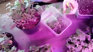 Ставлю на укоренение корейские хризантемы