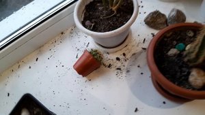 Шиншилла сбежала из клетки.