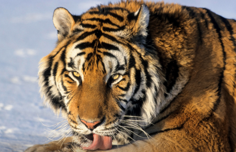 Местные сидят по домам: как в Хабаровском крае ищут тигра-убийцу