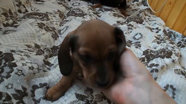 песики,песики,песики.. смотреть онлайн