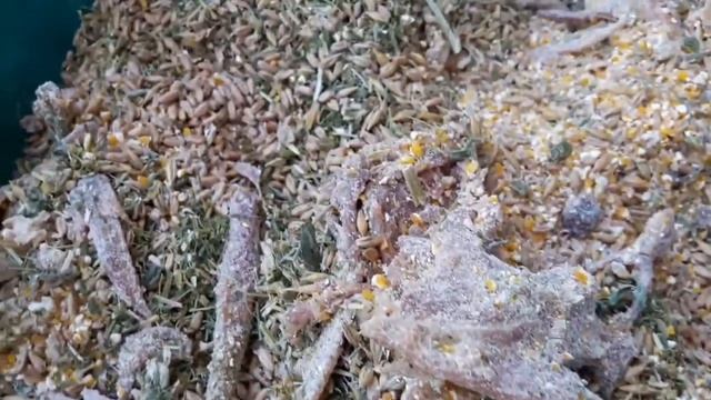 Корм для перепелов и кур//Состав самодельного корма//Мясо костная подкормка