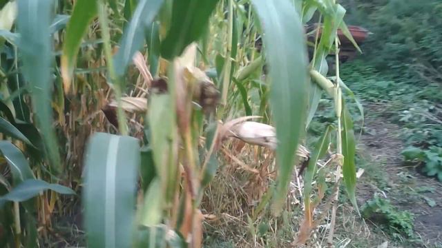 Что с кукурузой? смотреть онлайн