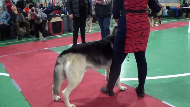 Тула 2022 кобели открытый Фиелисс Лейден bestdog.mybb.ru смотреть онлайн