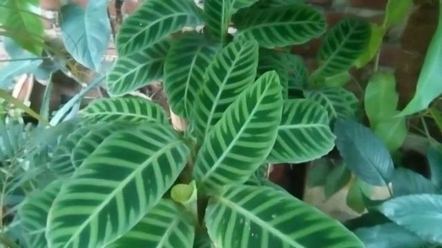 Calathea Zebrina Plant Care
