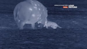 Африканские охотники / Africa's Hunters : Последыш 4 серия 4K