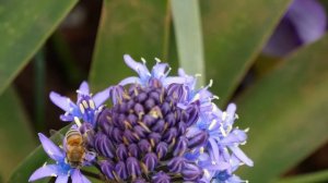 Scilla Peruviana is the kind of violet-blue flower that always attract attention!! ดอกไม้ในสวนEp.7