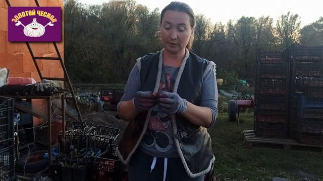 Осень, Чеснок, Фунгицид. Обработка семян чеснока фунгицидом.