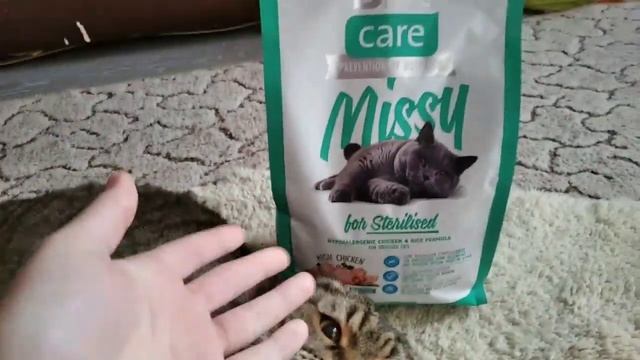 чем кормить кота? смотреть онлайн